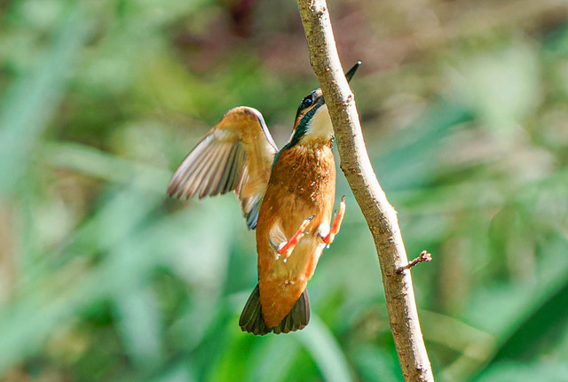 _DSC1551-ARW_DxO_DeepPRIMEXD