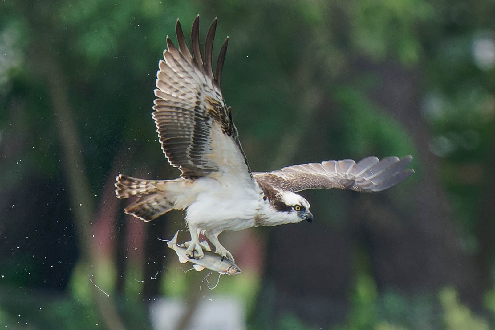 今日はミサゴです ジョージの野鳥トリトリ日記 今日はミサゴです ジョージの野鳥トリトリ日記