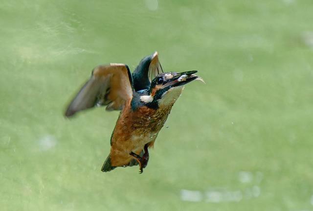 _DSC1905-ARW_DxO_DeepPRIMEXD