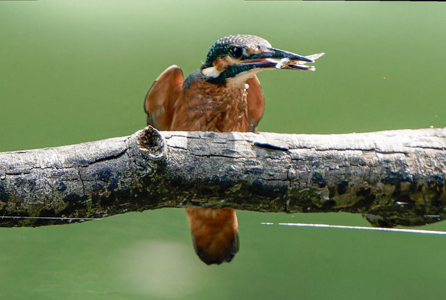 _DSC1915-ARW_DxO_DeepPRIMEXD