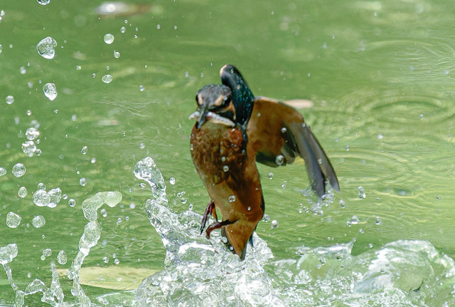 _DSC1898-ARW_DxO_DeepPRIMEXD