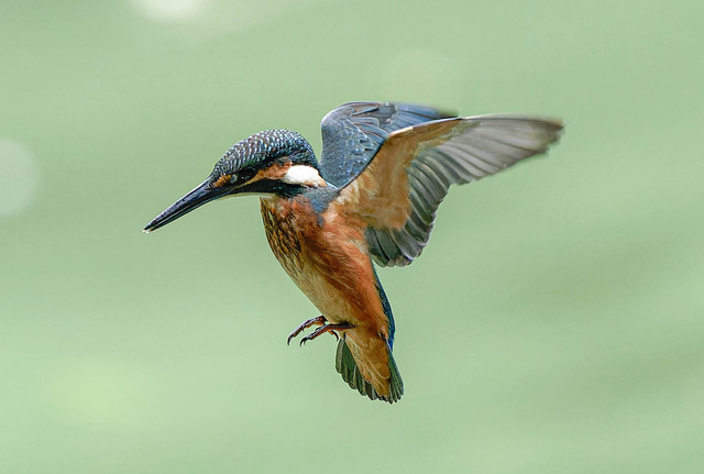 _DSC2174-ARW_DxO_DeepPRIMEXD