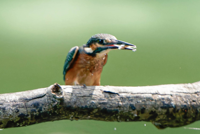 _DSC1916-ARW_DxO_DeepPRIMEXD