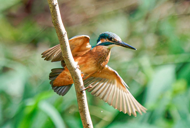 _DSC1556-ARW_DxO_DeepPRIMEXD