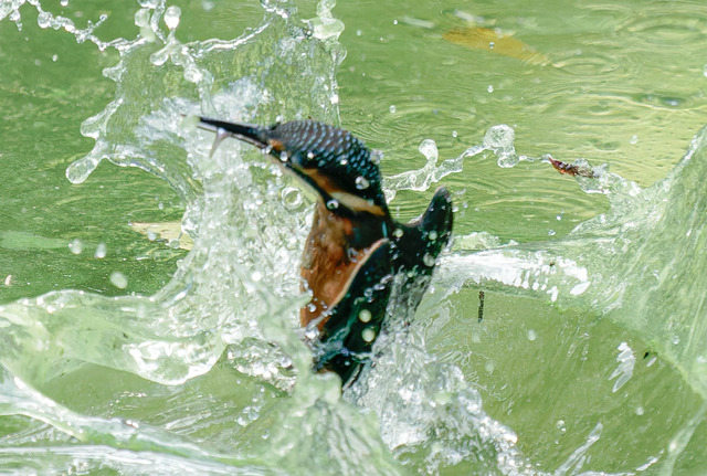 _DSC1896-ARW_DxO_DeepPRIMEXD