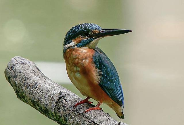 _DSC2463-ARW_DxO_DeepPRIMEXD