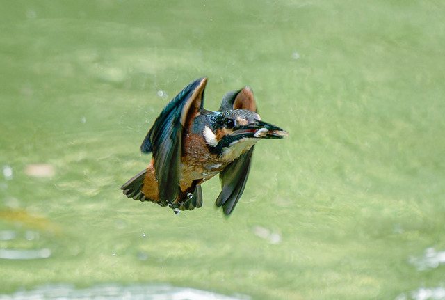 _DSC1903-ARW_DxO_DeepPRIMEXD