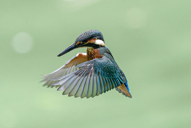 _DSC2180-ARW_DxO_DeepPRIMEXD