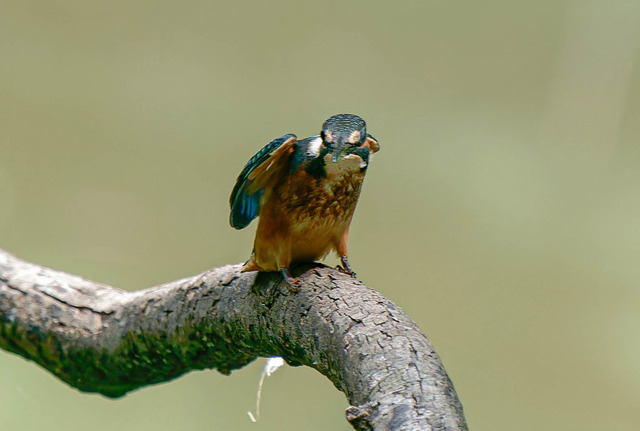 _DSC2126-ARW_DxO_DeepPRIMEXD