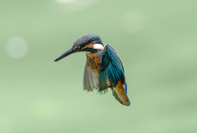 _DSC2177-ARW_DxO_DeepPRIMEXD