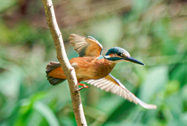 _DSC1557-ARW_DxO_DeepPRIMEXD