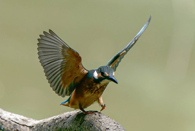 _DSC2125-ARW_DxO_DeepPRIMEXD