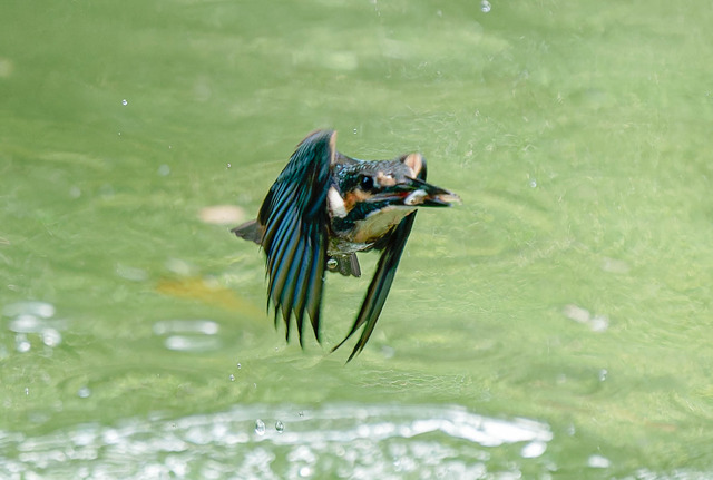 _DSC1902-ARW_DxO_DeepPRIMEXD