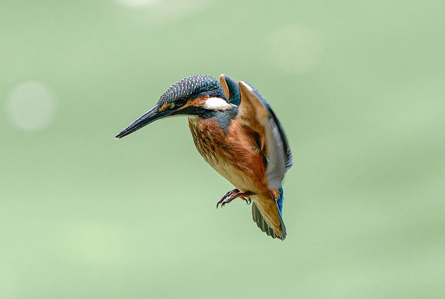 _DSC2176-ARW_DxO_DeepPRIMEXD