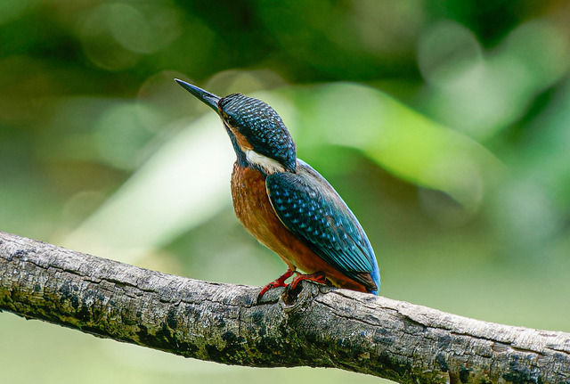 _DSC1598-ARW_DxO_DeepPRIMEXD