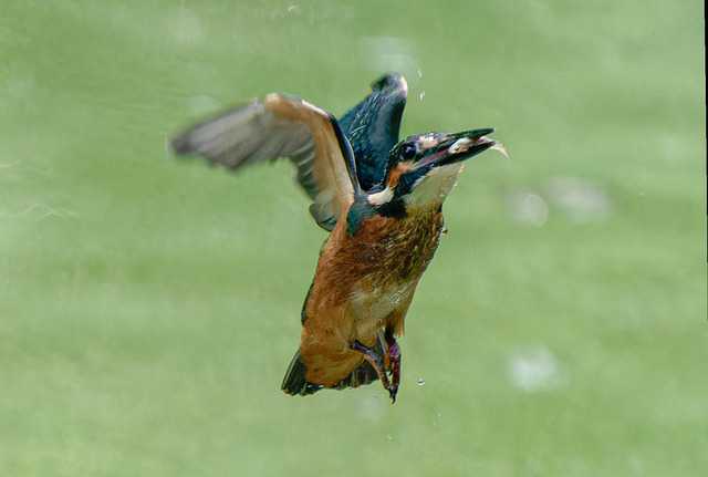 _DSC1906-ARW_DxO_DeepPRIMEXD