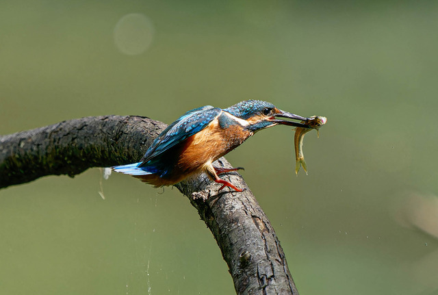 _DSC1694-ARW_DxO_DeepPRIMEXD