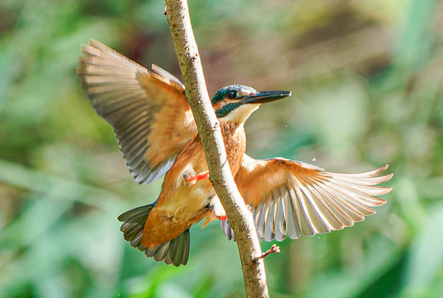 _DSC1553-ARW_DxO_DeepPRIMEXD