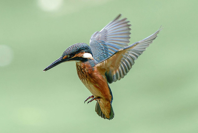 _DSC2173-ARW_DxO_DeepPRIMEXD