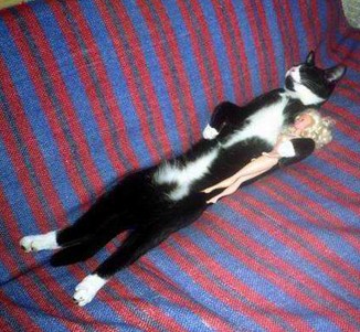 cat