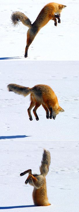 fox