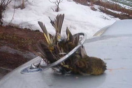 ¥Ù¥ó¥Ä¤Î¤ï¤Ê