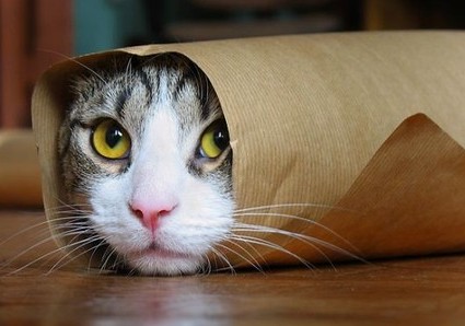 新メニュー ねこ巻き寿司 ツンもワラタ 新メニュー ねこ巻き寿司 ツンもワラタ