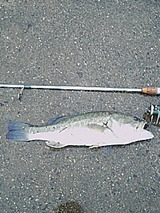 cf8f7222.jpg