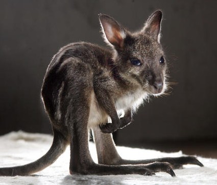 ¥«¥ó¥¬¥ë¡¼