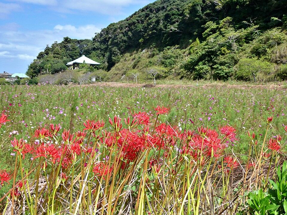 銚子ジオ散歩（586）初秋の旭市蛇園 : CHOUSI GEOSANPO