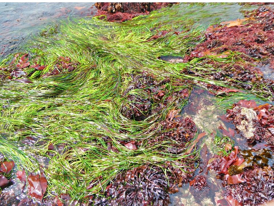 銚子ジオ散歩(440)海草の観察 : CHOUSI GEOSANPO
