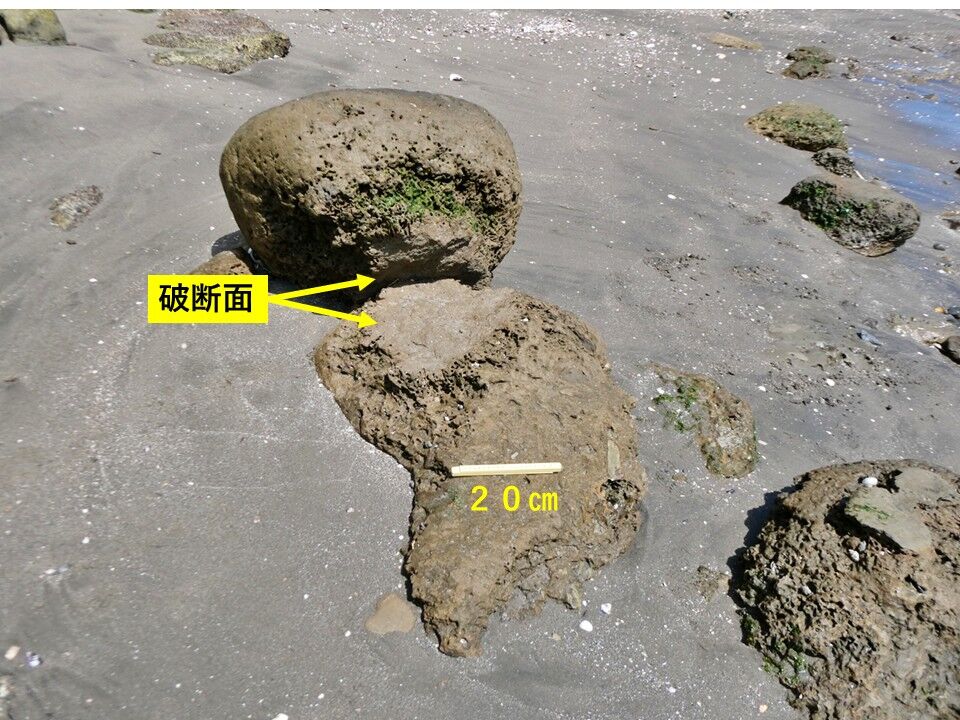 銚子ジオ散歩(621)波打ち際の転石の変化(屏風ヶ浦) : CHOUSI GEOSANPO