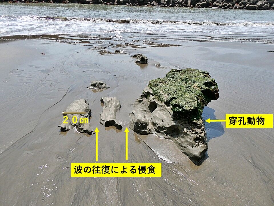 銚子ジオ散歩(621)波打ち際の転石の変化(屏風ヶ浦) : CHOUSI GEOSANPO