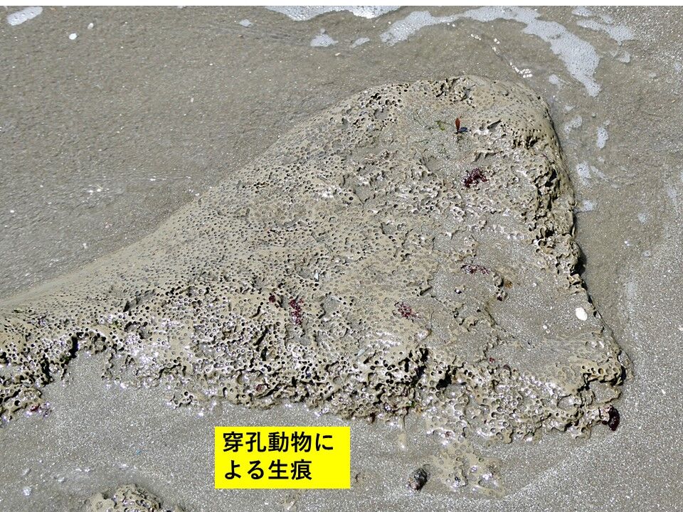 銚子ジオ散歩(447)渚の転石 : CHOUSI GEOSANPO