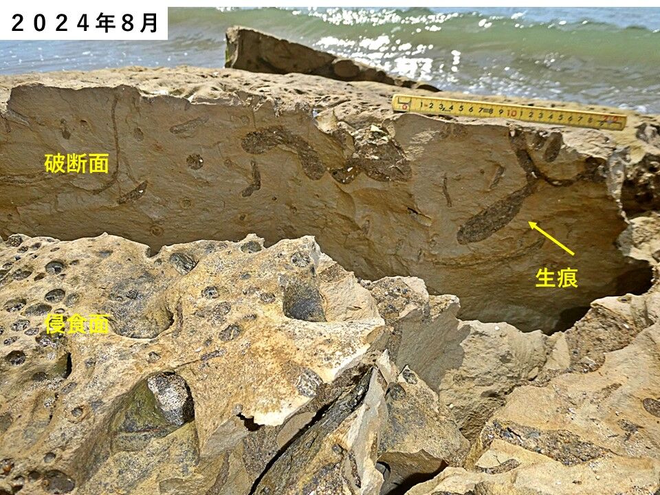 銚子ジオ散歩(579)転石の「寿命」 : CHOUSI GEOSANPO