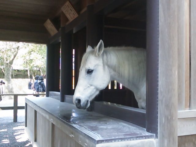 伊勢神宮 内宮 神馬 太陽と吹雪