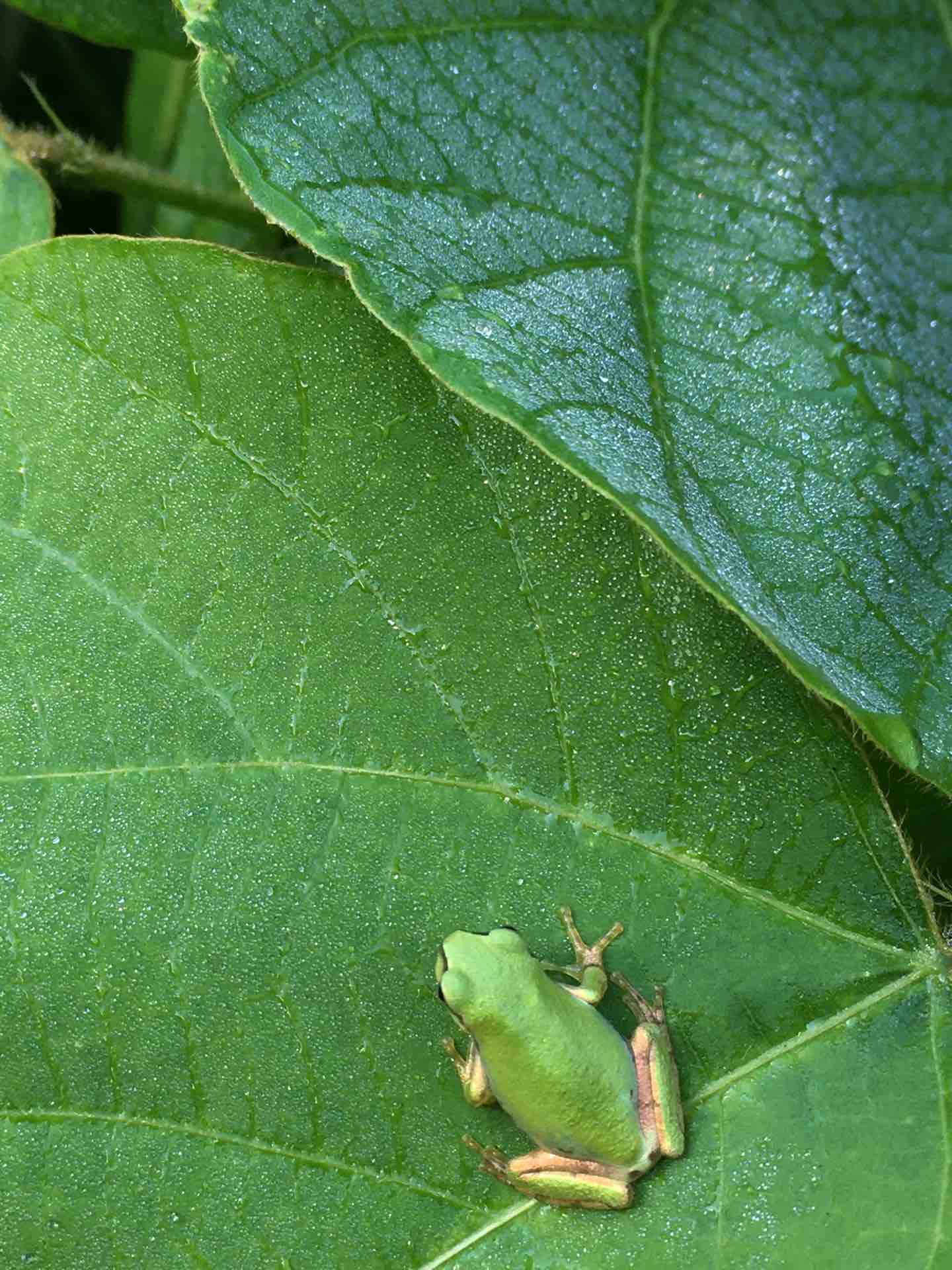 大磯町 ホタルの道のカエルたち カエル好きの大磯生活