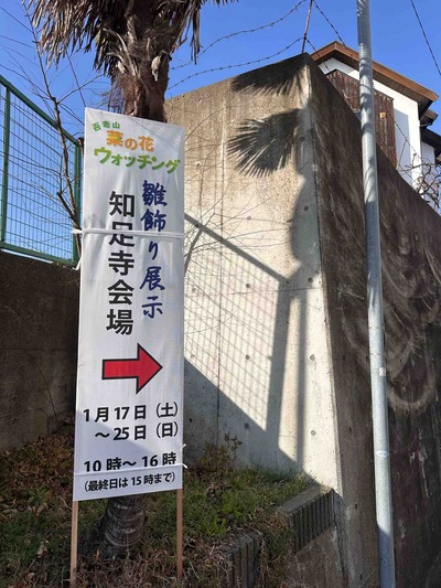 神奈川県二宮町　菜の花ウォッチング　知足寺　雛飾展