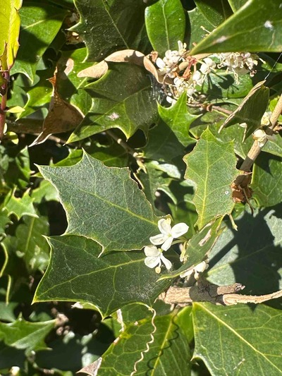 大磯町　大磯城山公園　ヒイラギ