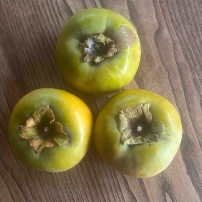 小田原産の太秋柿