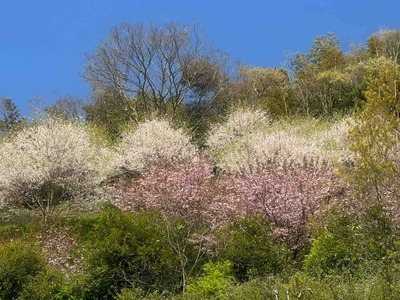 神奈川県二宮町　ラディアン花の丘公園　八重桜の花笠