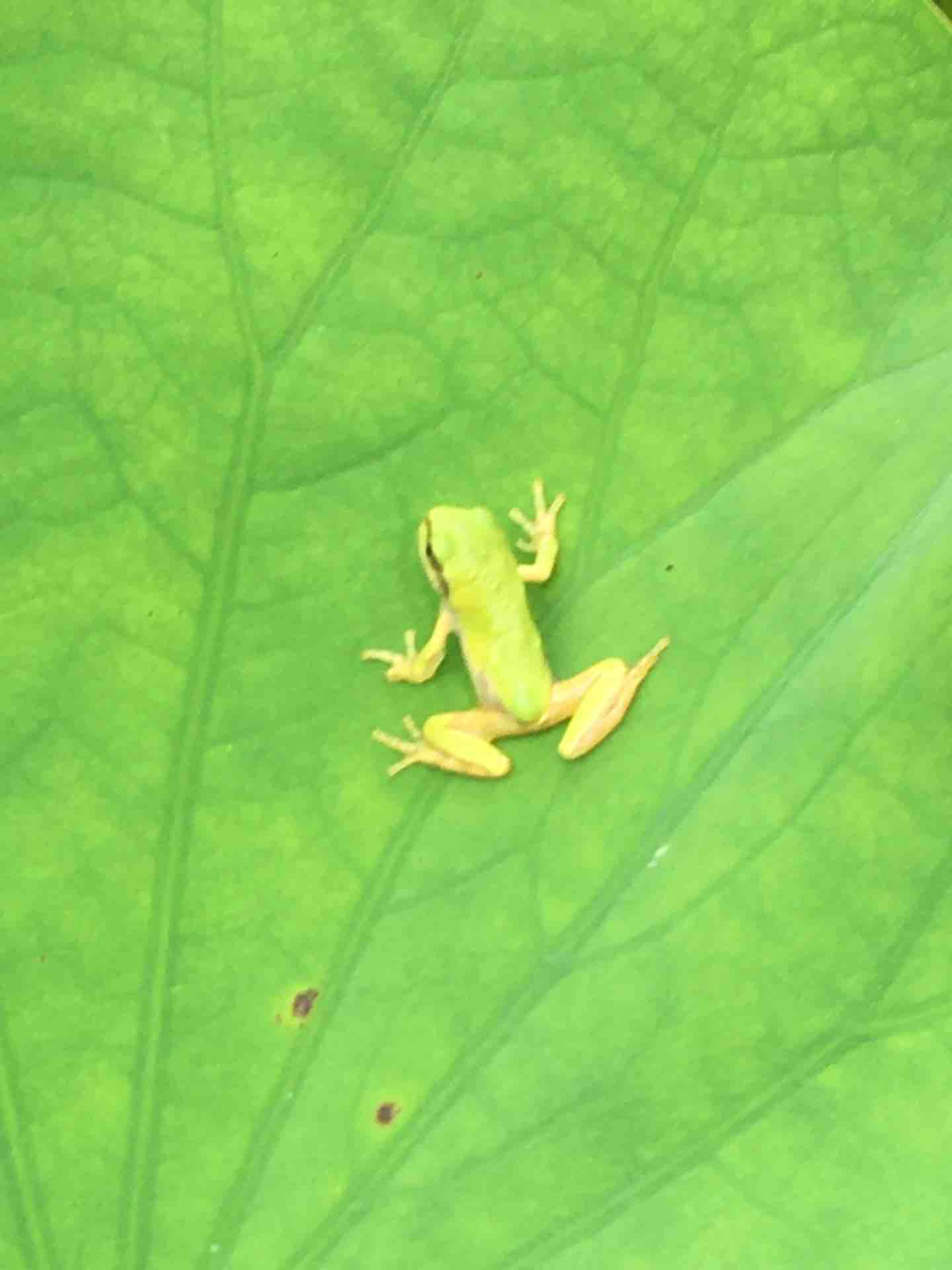 神奈川県中井町 中井蓮池の里 カエルたち カエル好きの大磯生活