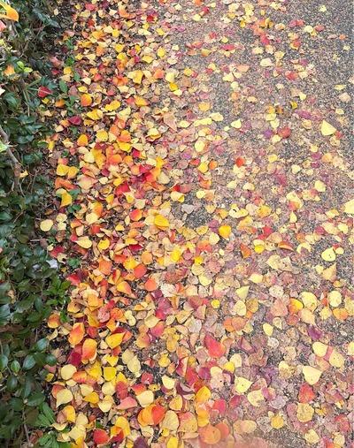 神奈川県平塚市達上ケ丘　街路樹　ナンキンハゼの紅葉