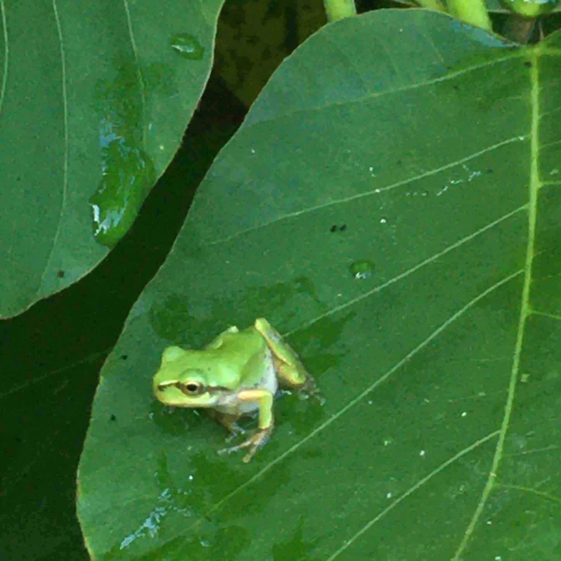 大磯町 ホタルの道のカエルたち カエル好きの大磯生活