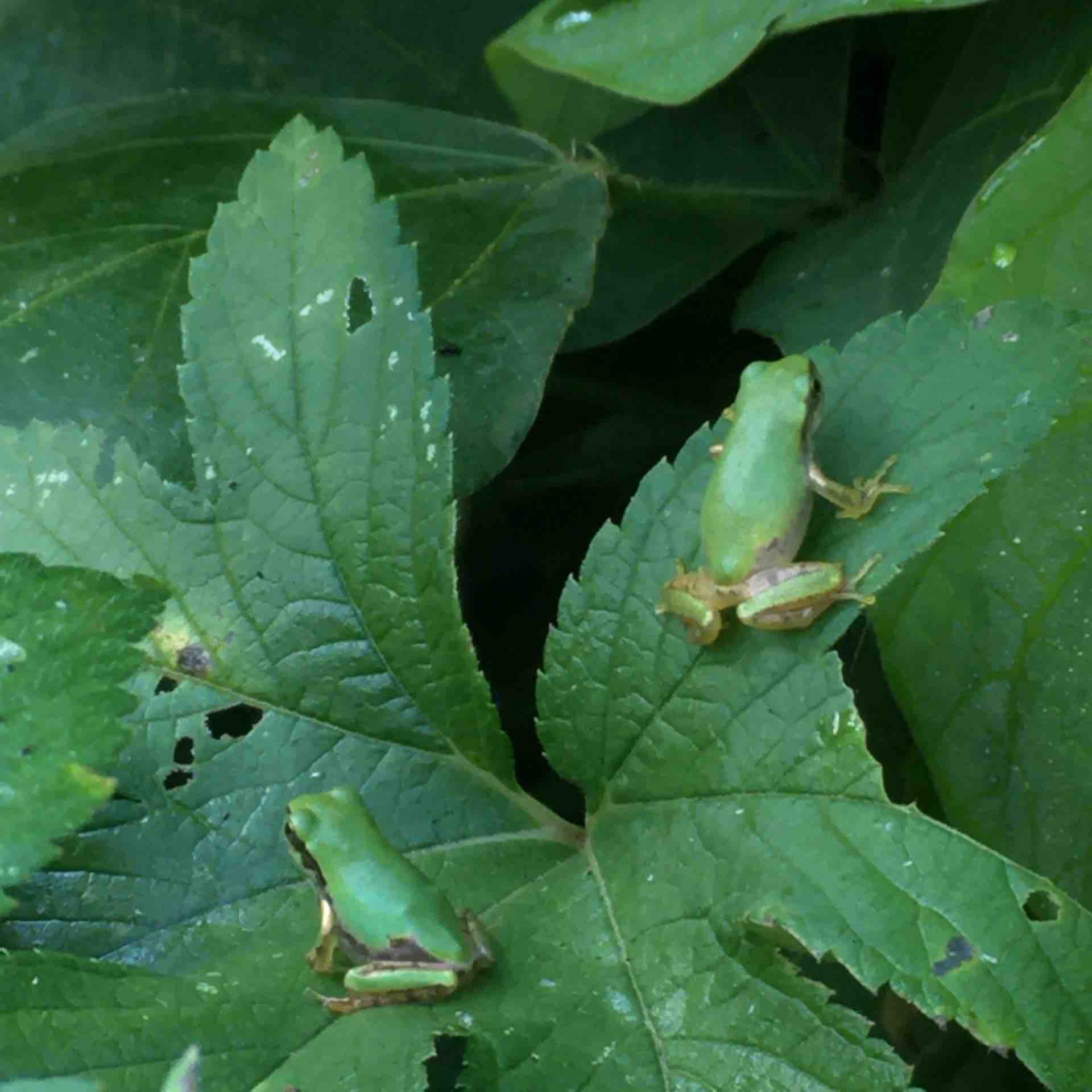 大磯町 ホタルの道のカエルたち カエル好きの大磯生活