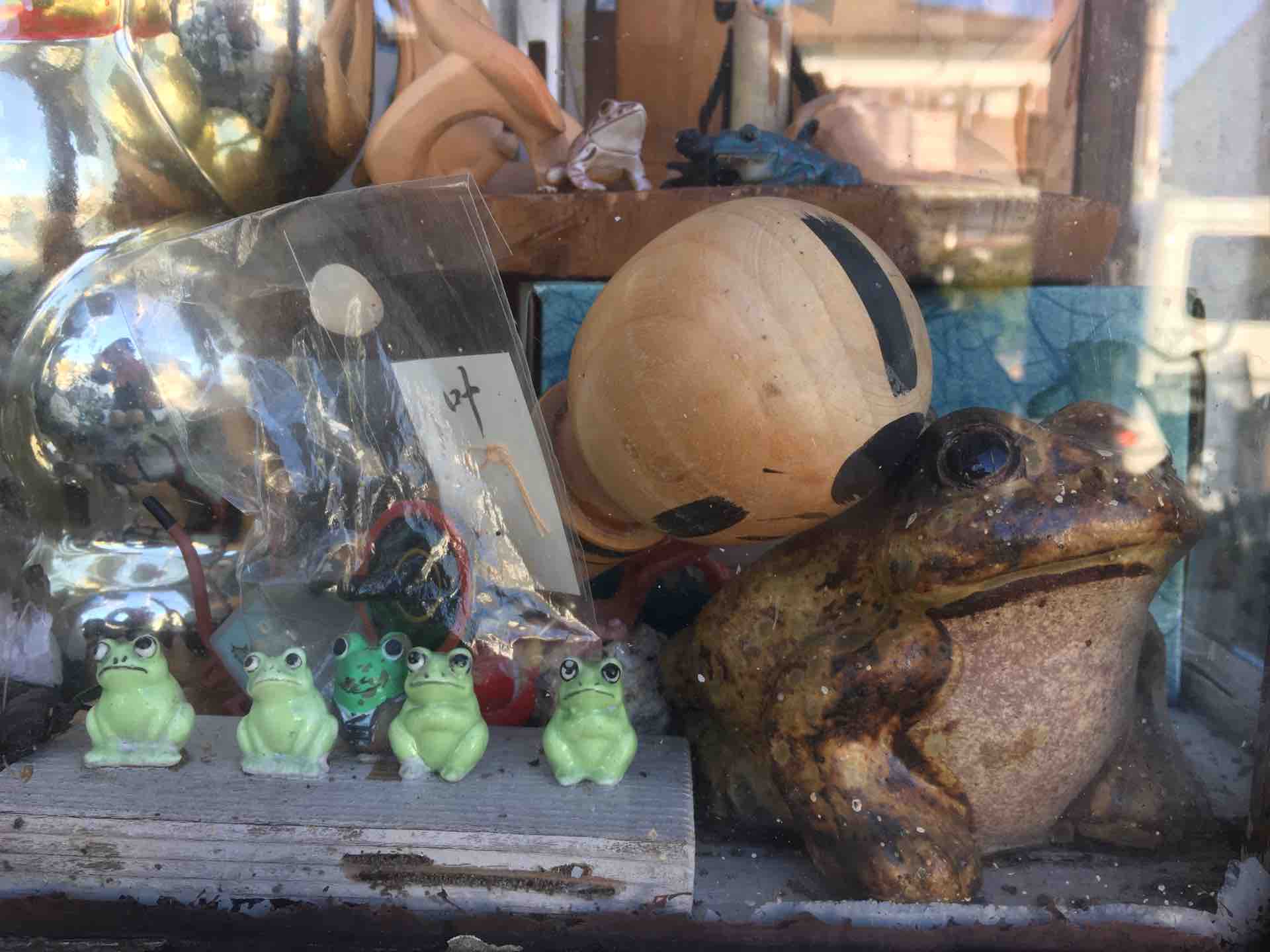 神奈川県平塚市花水台 カエルのショーケース カエル好きの大磯生活