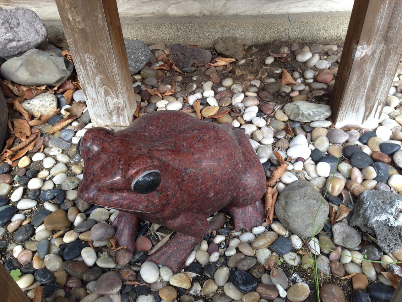 鳥取県 三朝温泉 カジカカエル仲良し一家 カエル好きの大磯生活