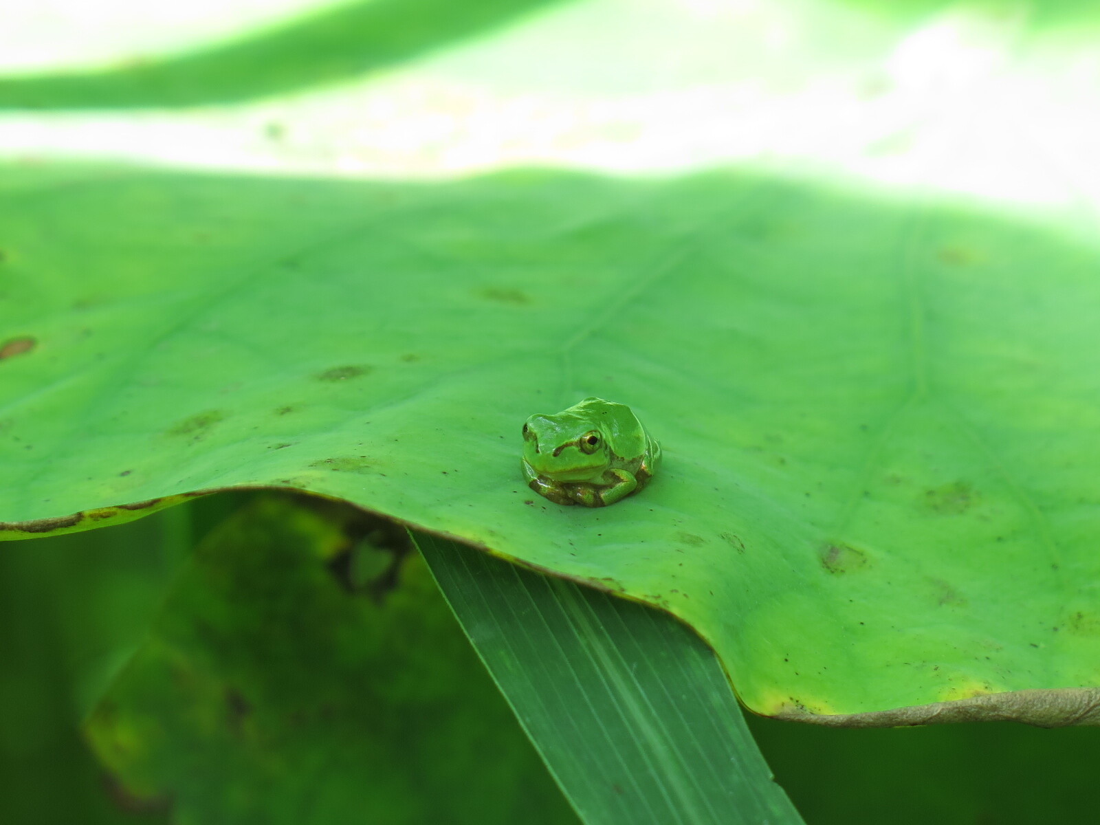 神奈川県中井町 梅雨明けの中井蓮池の里 カエルたち カエル好きの大磯生活