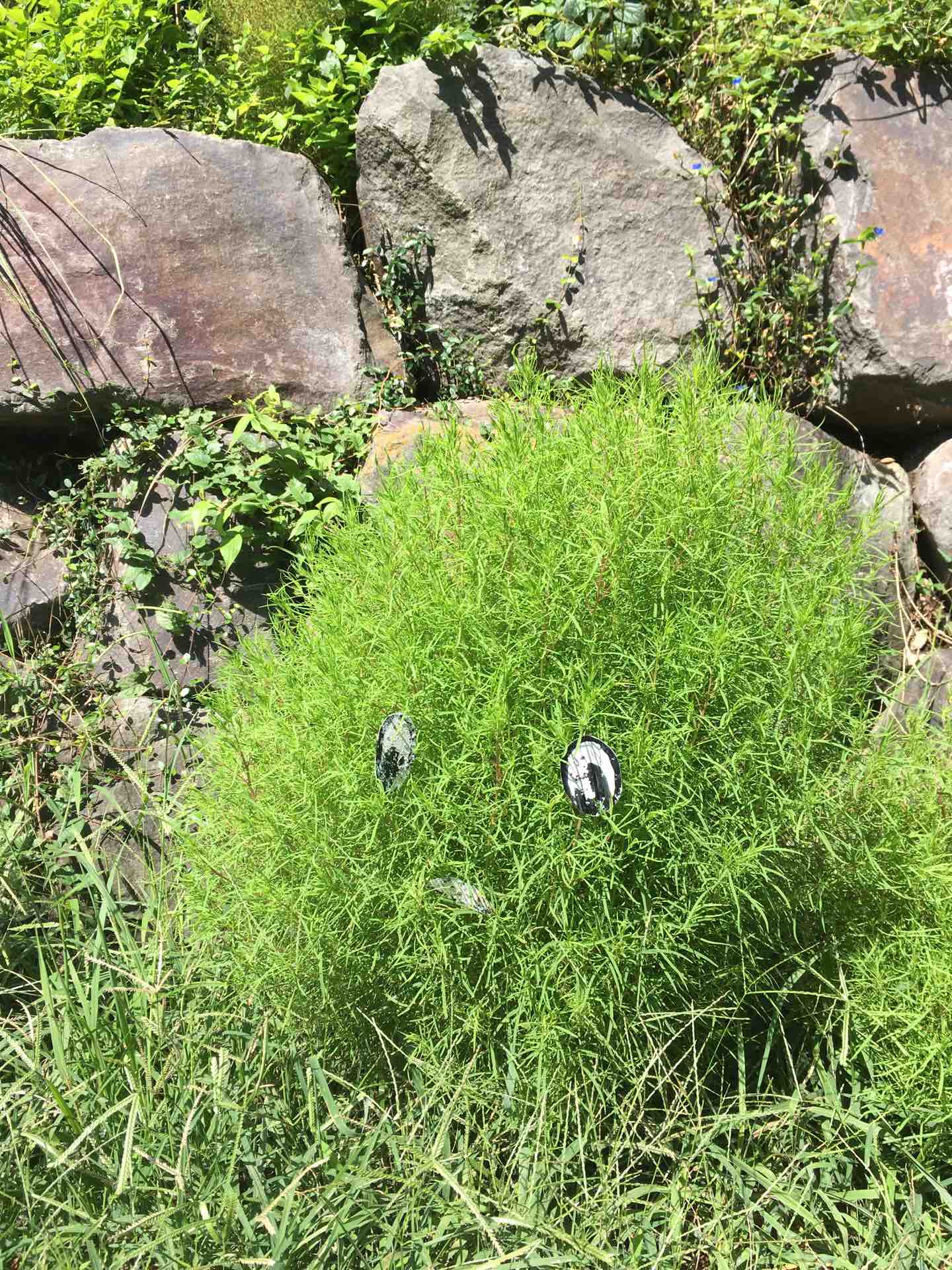 大磯町 大磯運動公園 コキア カエル好きの大磯生活