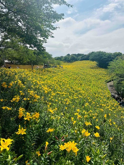 静岡県袋井市久能　可睡ゆりの園